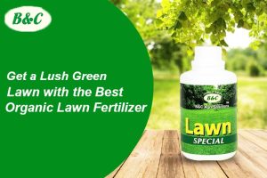 Get a Lush Green Lawn with the Best Organic Lawn Fertilizer...