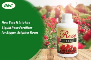 How Easy It Is to Use Liquid Rose Fertilizer for Bigger, Brighter Roses...