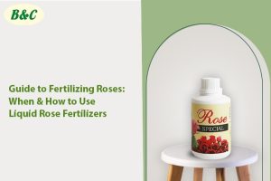 Guide to Fertilizing Roses: When & How to Use Liquid Rose Fertilizers...