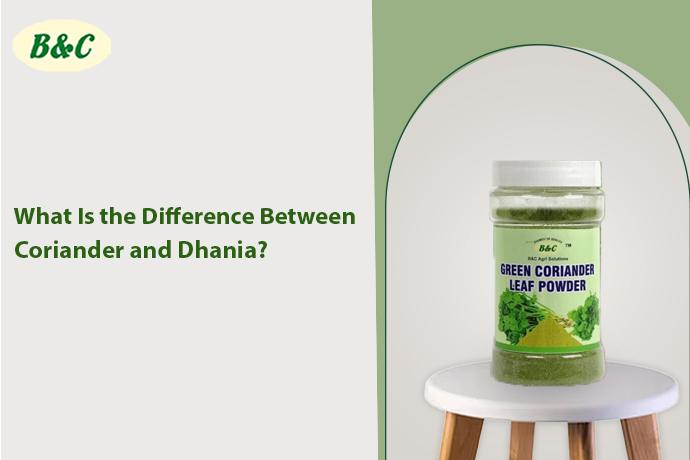 What Is the Difference Between Coriander and Dhania?