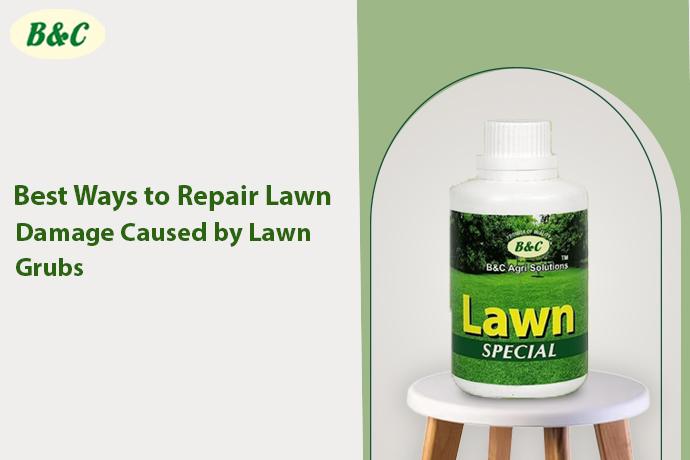 Best Ways to Repair Lawn Damage Caused by Lawn Grubs