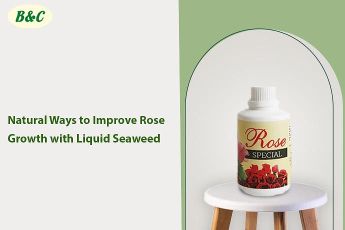 Natural Ways to Improve Rose Growth with Liquid Seaweed
