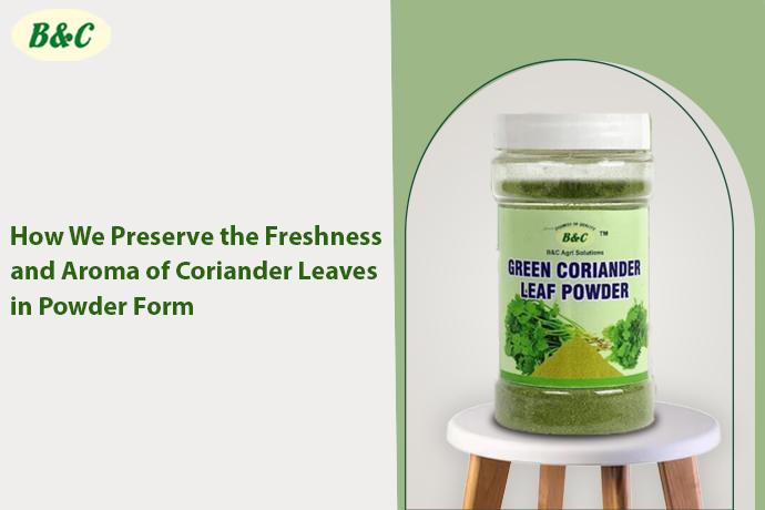 How We Preserve the Freshness and Aroma of Coriander Leaves in Powder Form