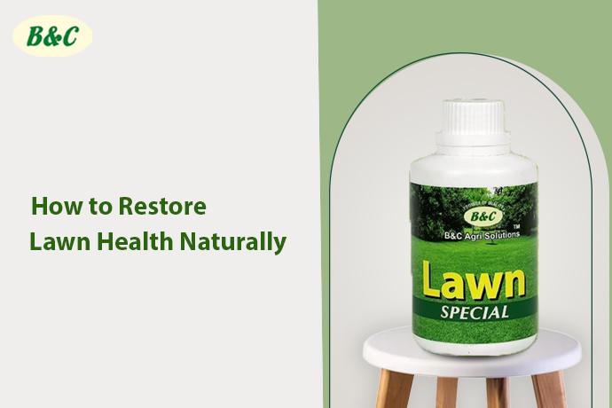 How to Restore Lawn Health Naturally